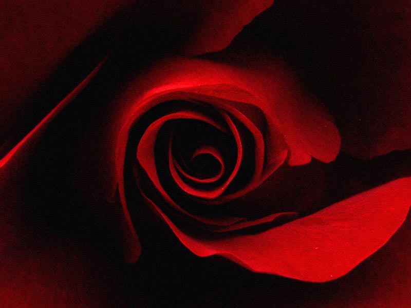 Rosy Valentine\