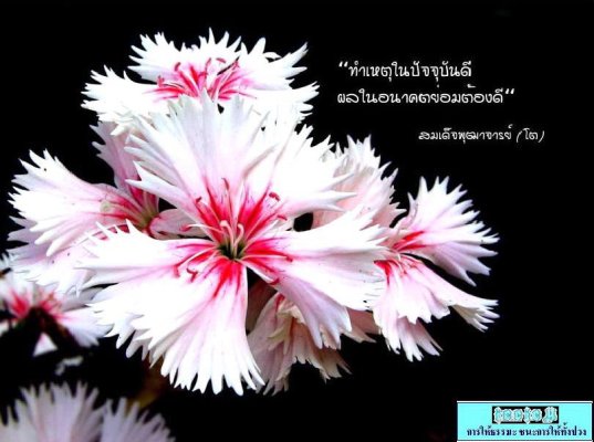 ข้อคิด คติธรรม จาก 11 เกจิอาจารย์