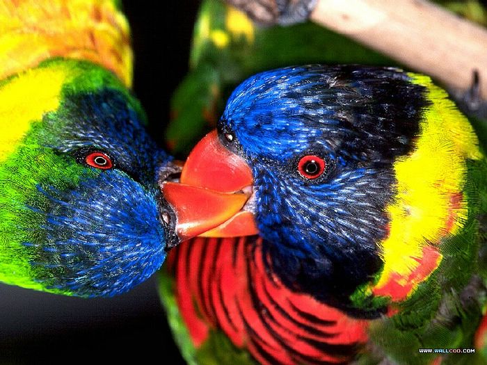 Parrots