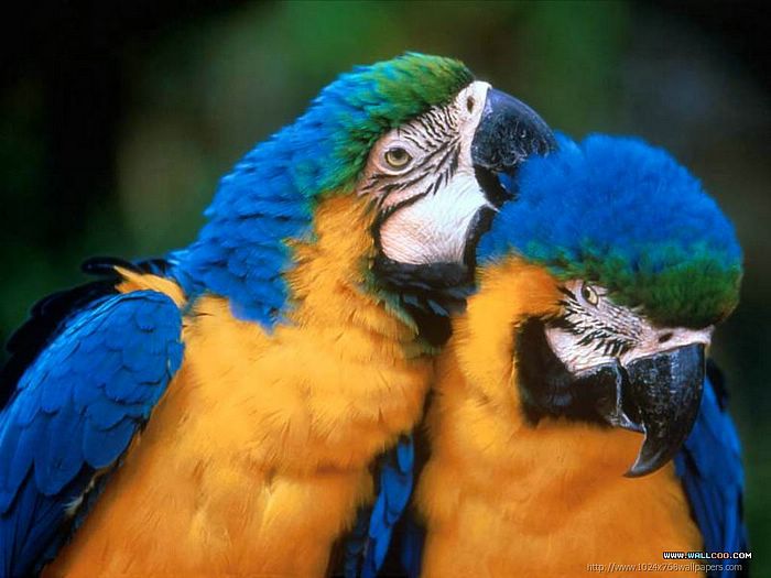 Parrots