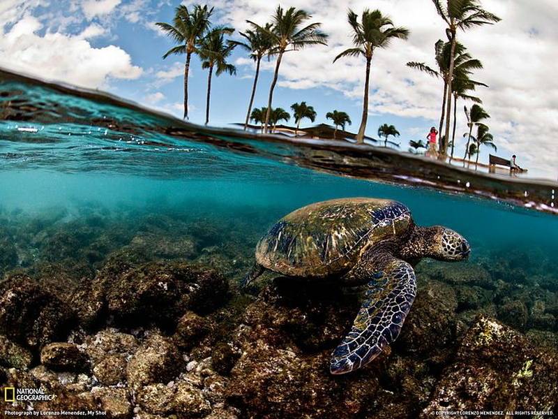 Green - Sea - Turtle - Hawaii