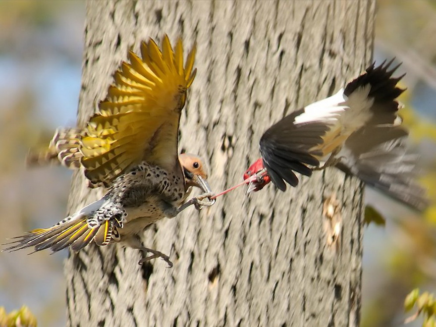 Wildlife  Animals