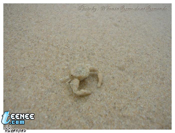 ปูน้อยและหาดทราย...ขาวจัง