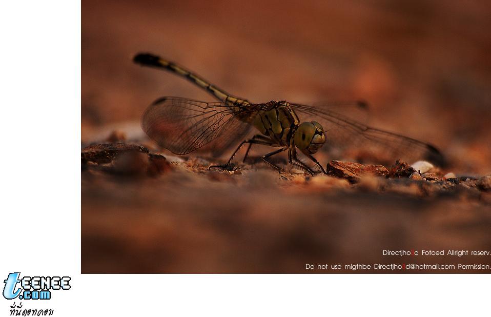 แมลงตัวน้อยตัวนิ แมลงมีฤทธิ์ น่าดู ฮู้ ฮู ๆๆๆ ภาพสวยสวยจากcm108.com
