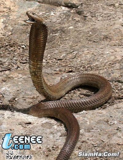 งูเห่าแอฟริกายาวเกือบ 3 เมตร น่ากัวจิงๆ