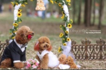 รูป Wedding ที่น่ารักที่สุด‏