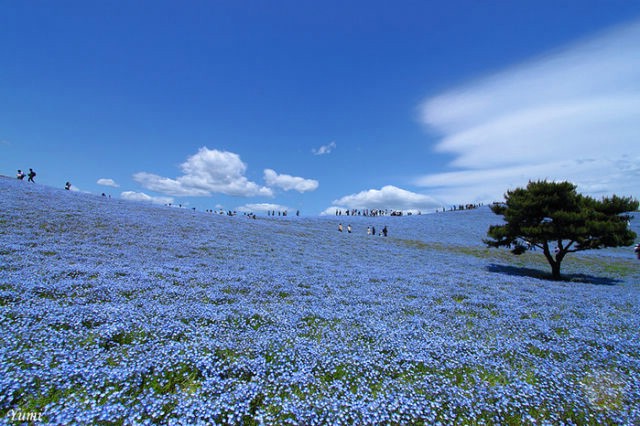 ภูเขาดอกไม้สีฟ้าใส!!