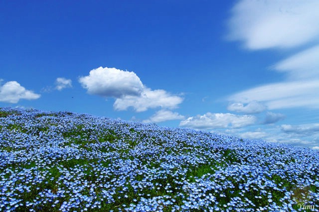 ภูเขาดอกไม้สีฟ้าใส!!