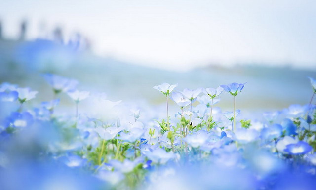 10 ภาพดอกไม้สีฟ้า 4.5 ล้านดอกบนทุ่งหญ้าที่ญี่ปุ่น