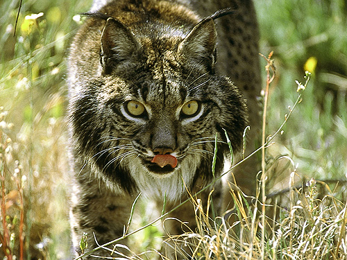 1. ชื่อสามัญ: Iberian Lynx, Spanish Lynx/ ลิงค์ไอบีเรียน (แมวป่าพันธุ์หายาก) 