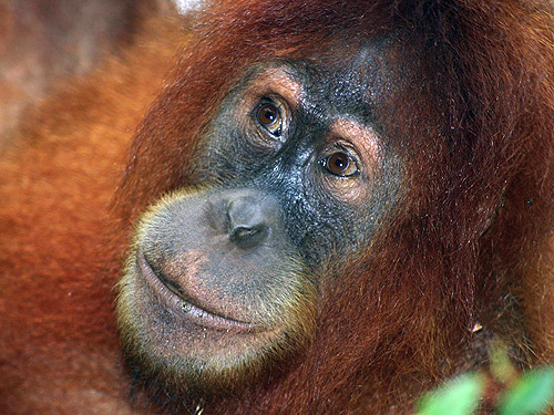 2.ชื่อสามัญ:Sumatran Orangutan/ ลิงอุรังอุตัง สุมาตรา 