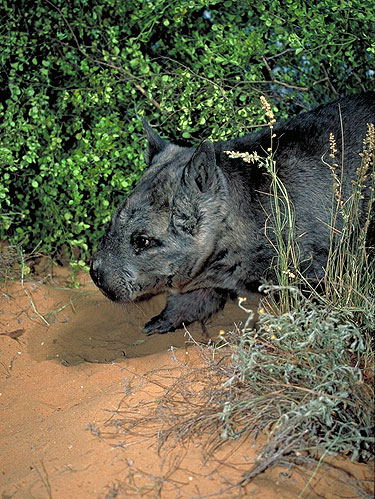 3. ชื่อสามัญ: Northern Hairy-Nosed Wombat/ วอมแบ็ทจมูกขน (สัตว์เลี้ยงลูกด้วยนมมีหน้าคล้ายหมี) 