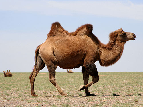 4. ชื่อสามัญ Wild Bactrian Camel / อูฐแบกเทรียน 