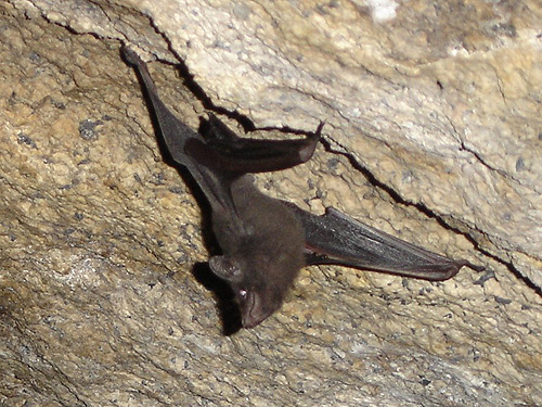 6.  ชื่อสามัญ Seychelles Sheath-Tailed Bat / ค้างคาวหางโผล่ เซชิลเลนสิส 