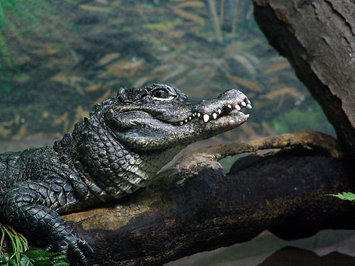 7.  ชื่อสามัญ Chinese Alligator / อัลลิเกเตอร์จีน 
