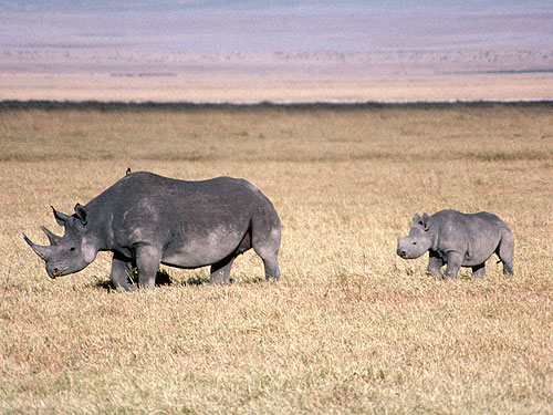 8.  ชื่อสามัญ Black Rhinoceros / แรดดำ 