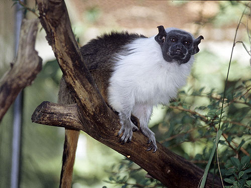 9.  ชื่อสามัญ: Pied Tamarin / ทามารินลาย 