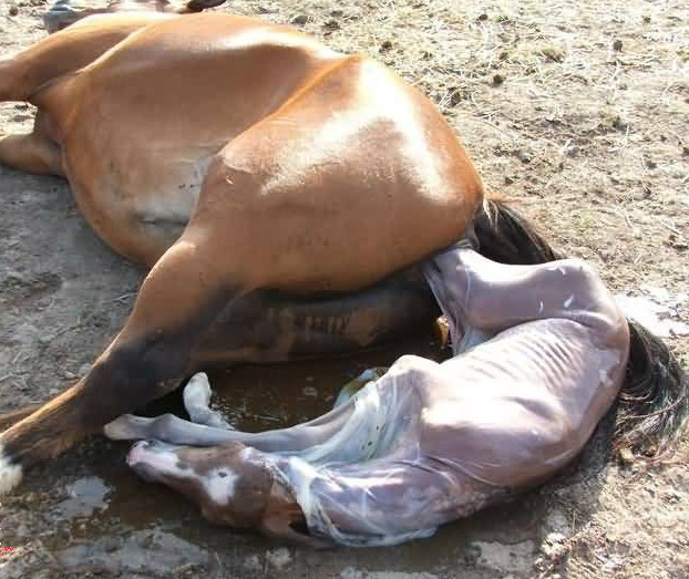 Birth Of A Horse  ♥