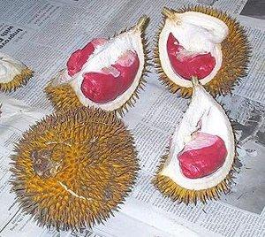 Red Durian - from the Jungle of Borneo‏