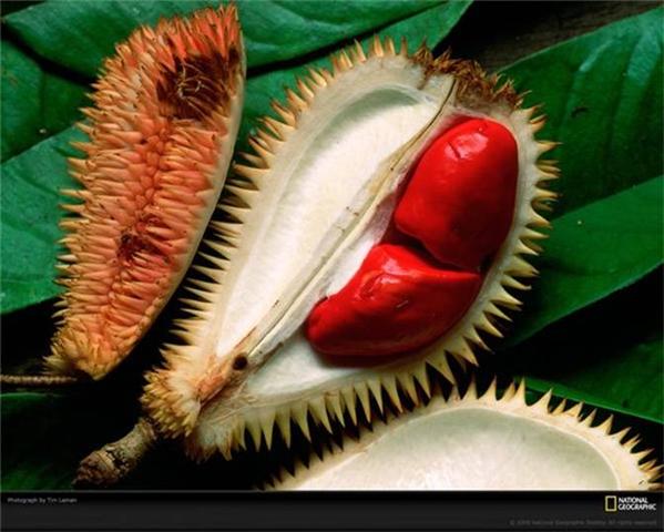 Red Durian - from the Jungle of Borneo‏
