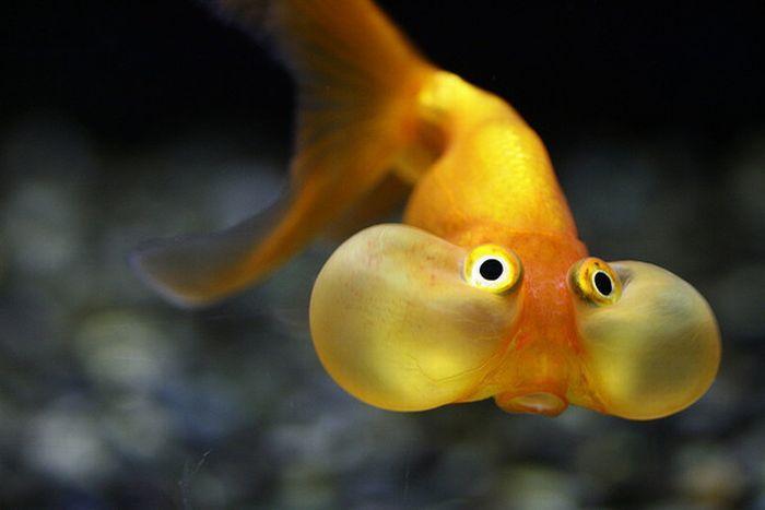 Bubble eye goldfish