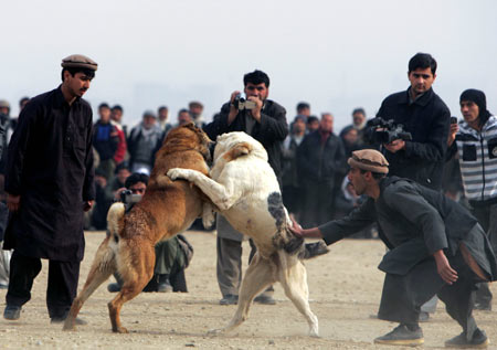 บ้านเรามีไก่ชน แต่ที่ Afghanistan เขามีหมาชน 