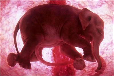ANIMALS IN THE WOMB