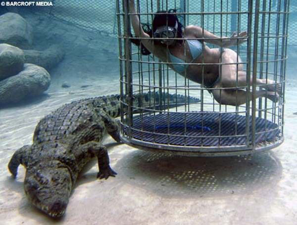 Swimming with Crocodiles 