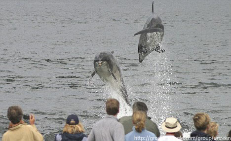 Amazing Flying Dolphins 