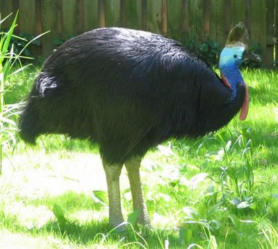 Cassowaries Dangerous Bird