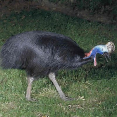 Cassowaries Dangerous Bird