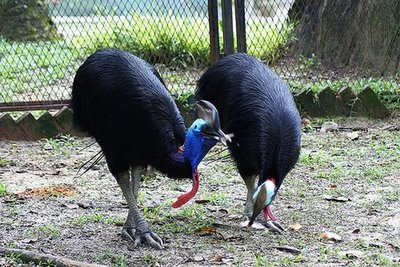 Cassowaries Dangerous Bird