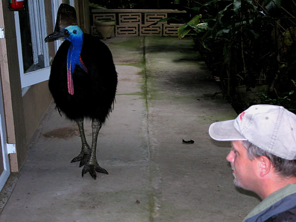 Cassowaries Dangerous Bird