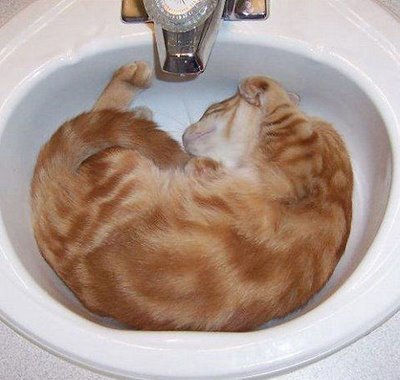Cats can Sleep Anywhere