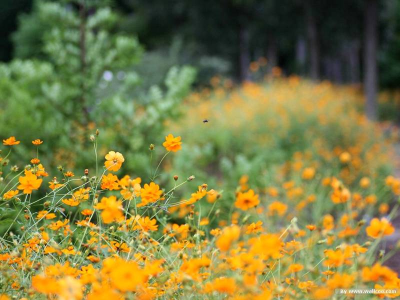 ดาว..กระจาย... Cosmos