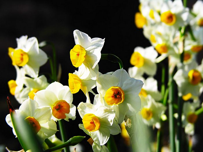 ดอกจุ๊ยเซียน...Narcissus...