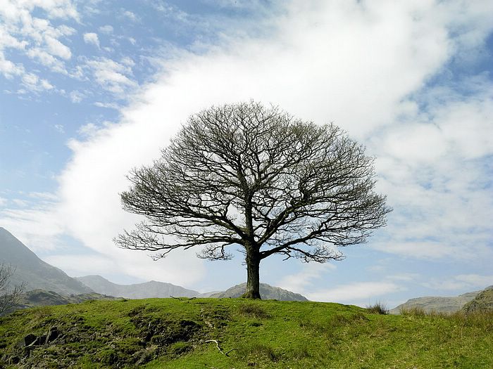 Single Tree Lake District Near Little Langdale England