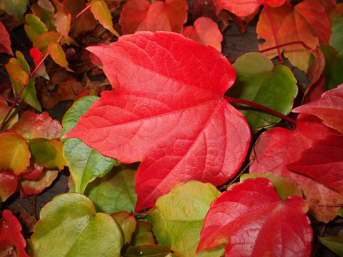 Photos of autumn... สีสันแห่งฤดูใบไม้ร่วง