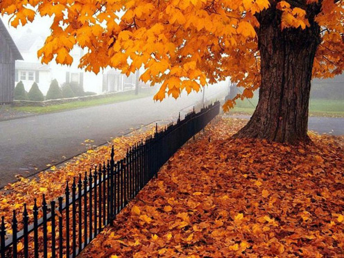 Photos of autumn... สีสันแห่งฤดูใบไม้ร่วง