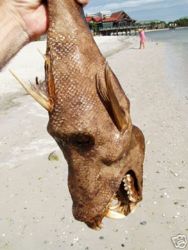 สัตว์ประหลาดแห่งท้องทะเล ชัวร์หรือมั่วนิ่ม