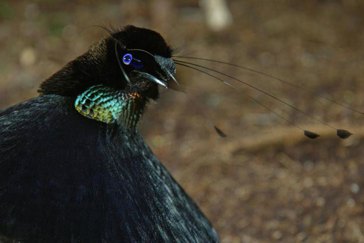 ปักษาสวรรค์ Parotia sefilata จุดเด่นของนกตัวนี้ก็คือขนสีรุ้งที่แผงคอ และขนเนื้อกำมะหยี่สีดำทั้งตัว