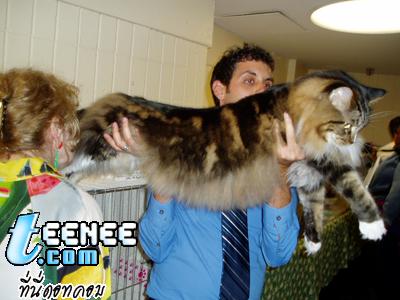 The Biggest Cats (MAINE COONS)