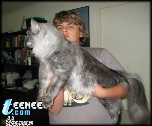 The Biggest Cats (MAINE COONS)