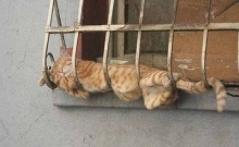 Cats can Sleep Anywhere