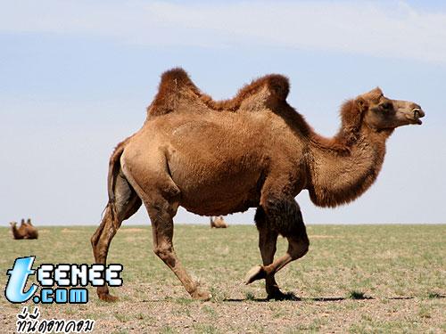 ชื่อสามัญ Wild Bactrian Camel / อูฐแบกเทรียน 