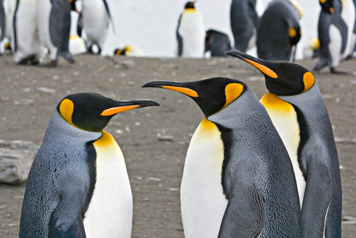 King Penguins