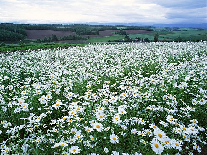 ทุ่ง... Chrysanthemum...