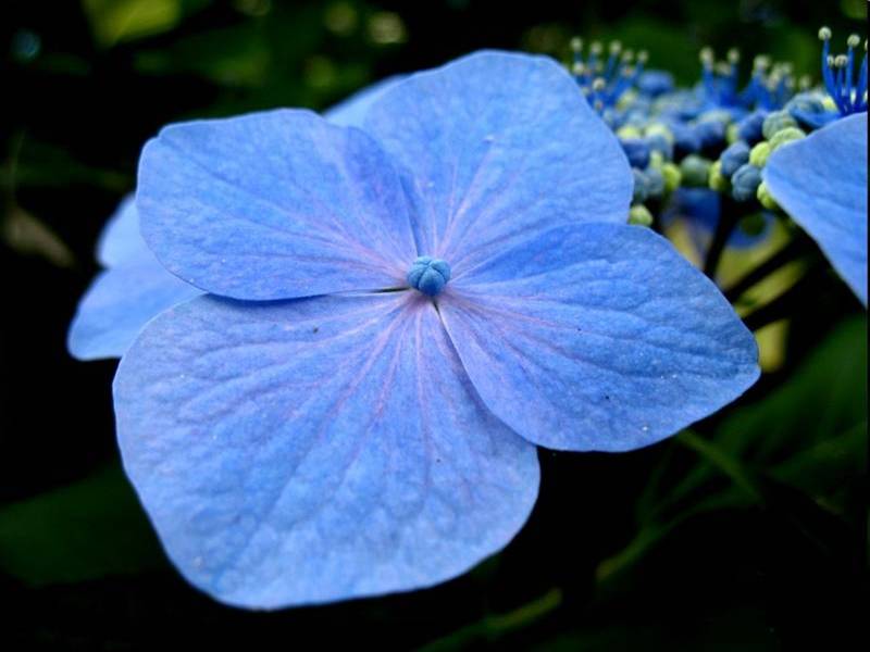 ดอกไม้สีม่วง & ดอกไม้สีฟ้า...