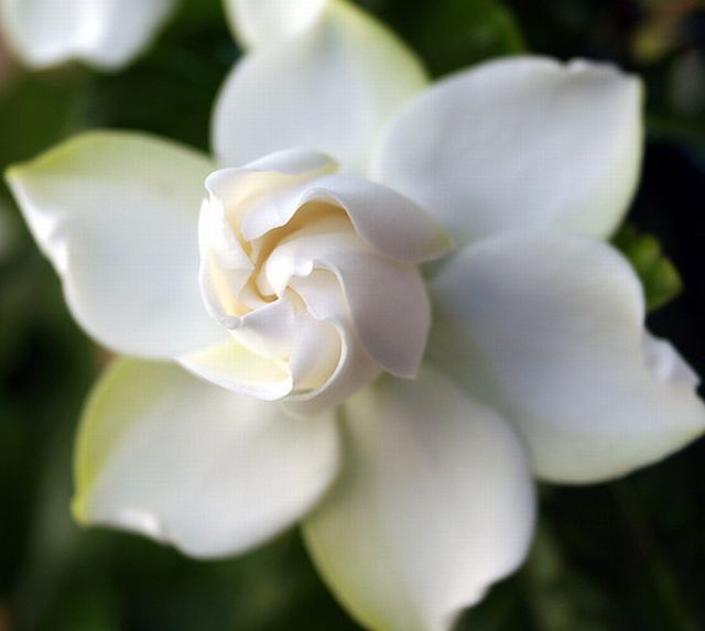 ดอกพุดซ้อน (Gardenia)