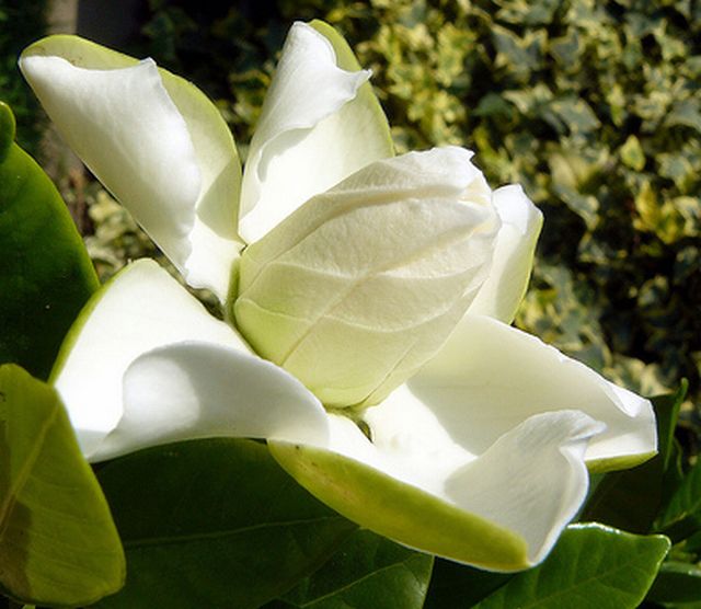 ดอกพุดซ้อน (Gardenia)